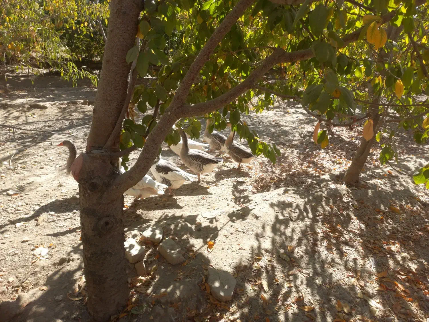 غاز وبوقلمون مرغ وقوغاز|حیوانات مزرعه|گلپایگان, |دیوار