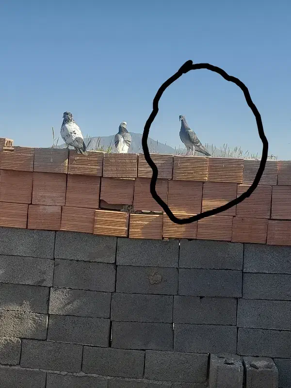 سبز دوخط وچاپی جوانه جهت معاوضه باآلمانی نر|پرنده|مینودشت, |دیوار