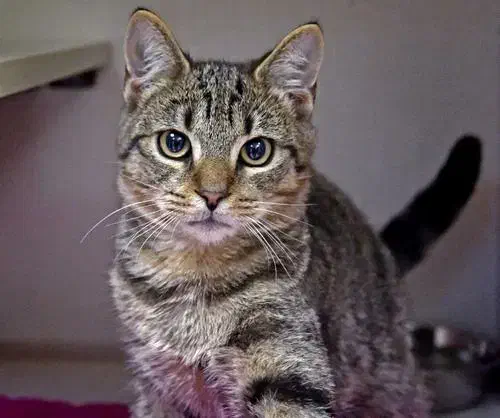 گربه نژاد DSH|گربه|فردیس, شهرک اسکویی|دیوار