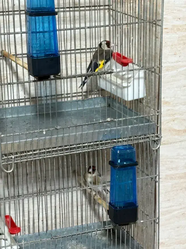 سره بخون|پرنده|مشکیندشت, |دیوار