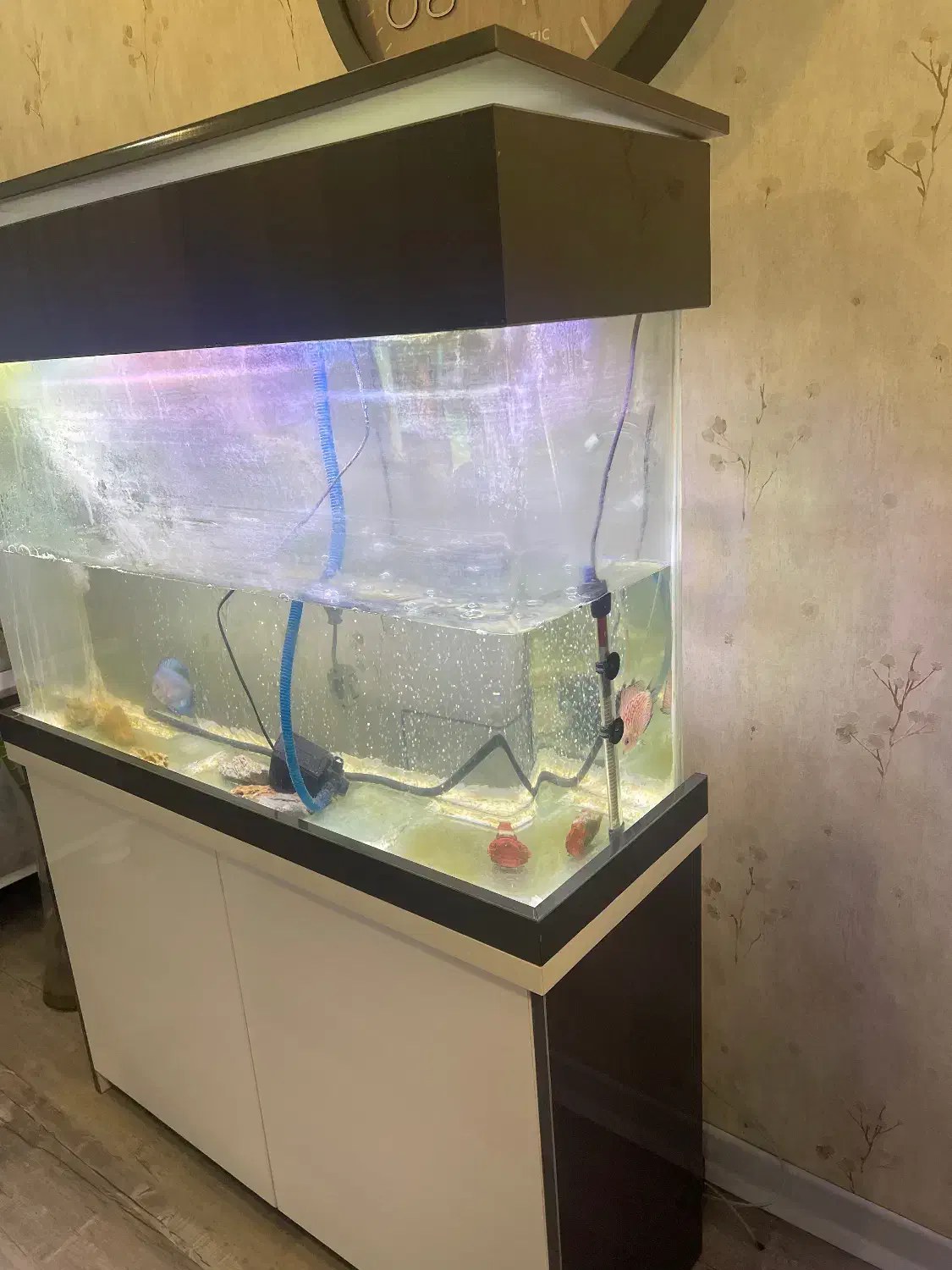 آکواریومشیشه خم 120/40/80cm|لوازم جانبی حیوانات|اهواز, کوروش|دیوار