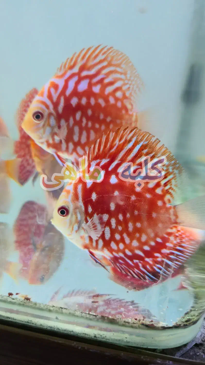 آکواریوم رومیزی/پمپ هوا/واترپمپ آبنما/خوراک ماهی|ماهی|شیراز, اصلاحنژاد|دیوار