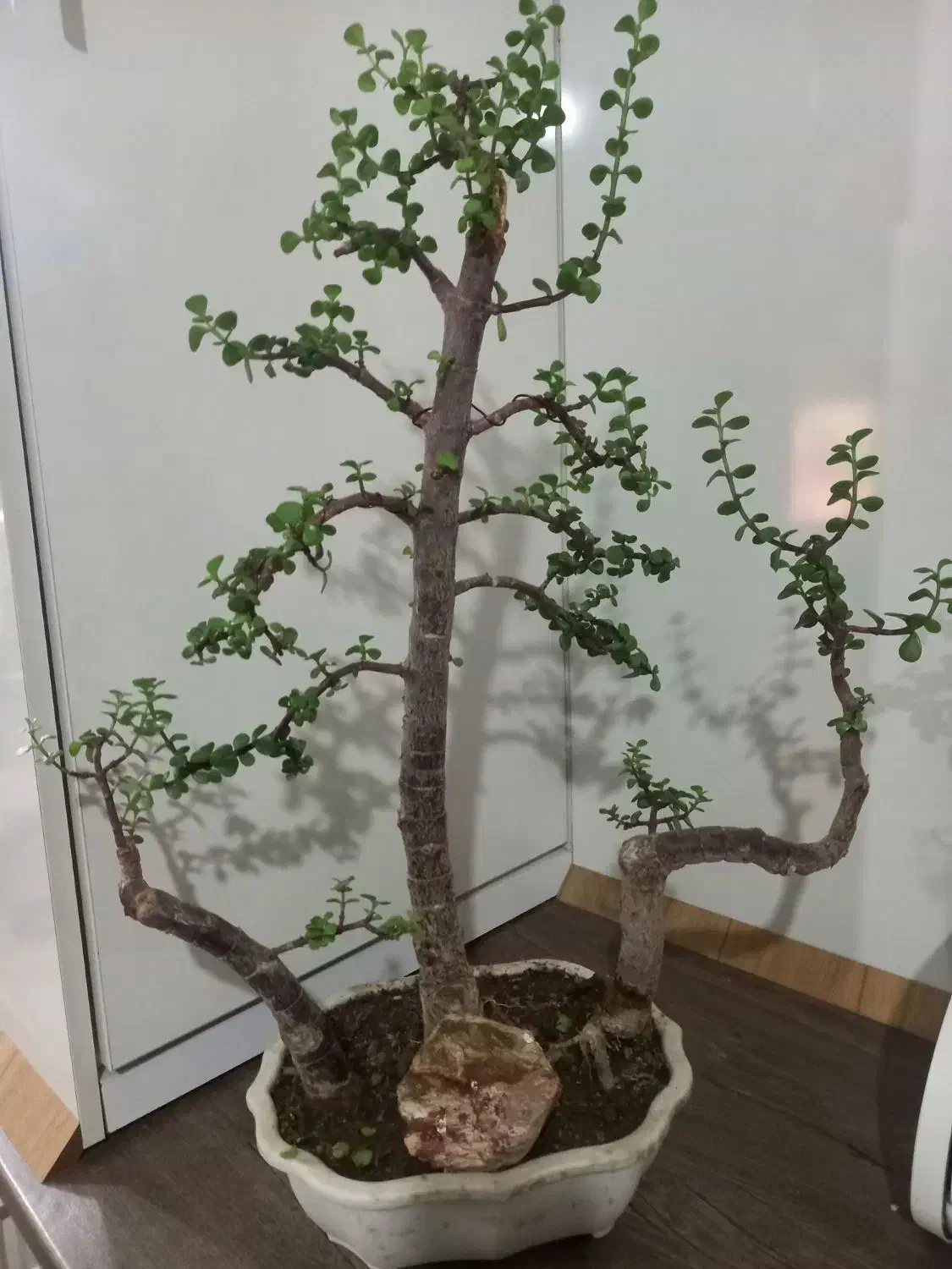 بنسای|گل و گیاه طبیعی|باسمنج, |دیوار