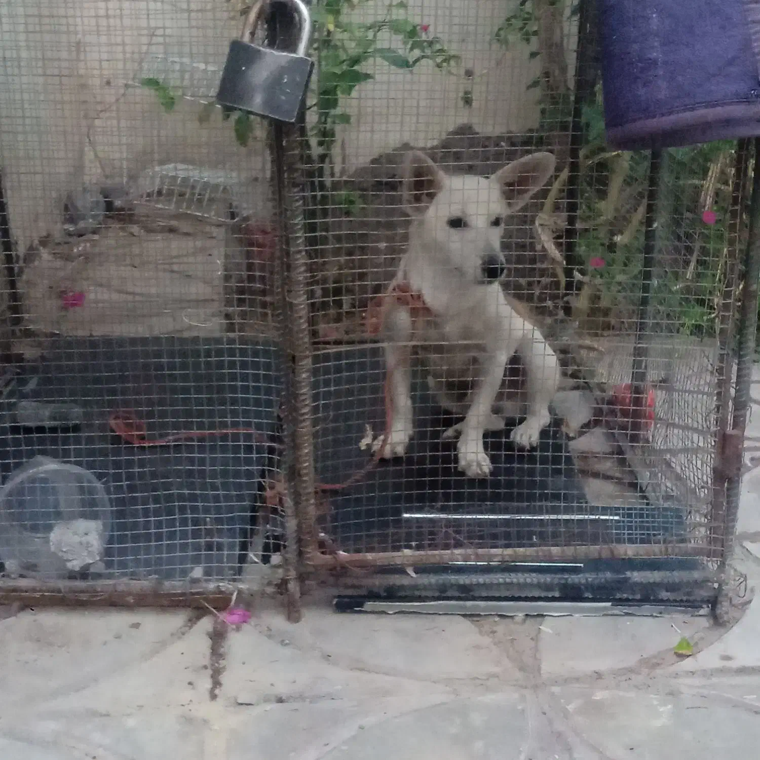 سگ پاکوتاه شیواوا|سگ|بم, |دیوار