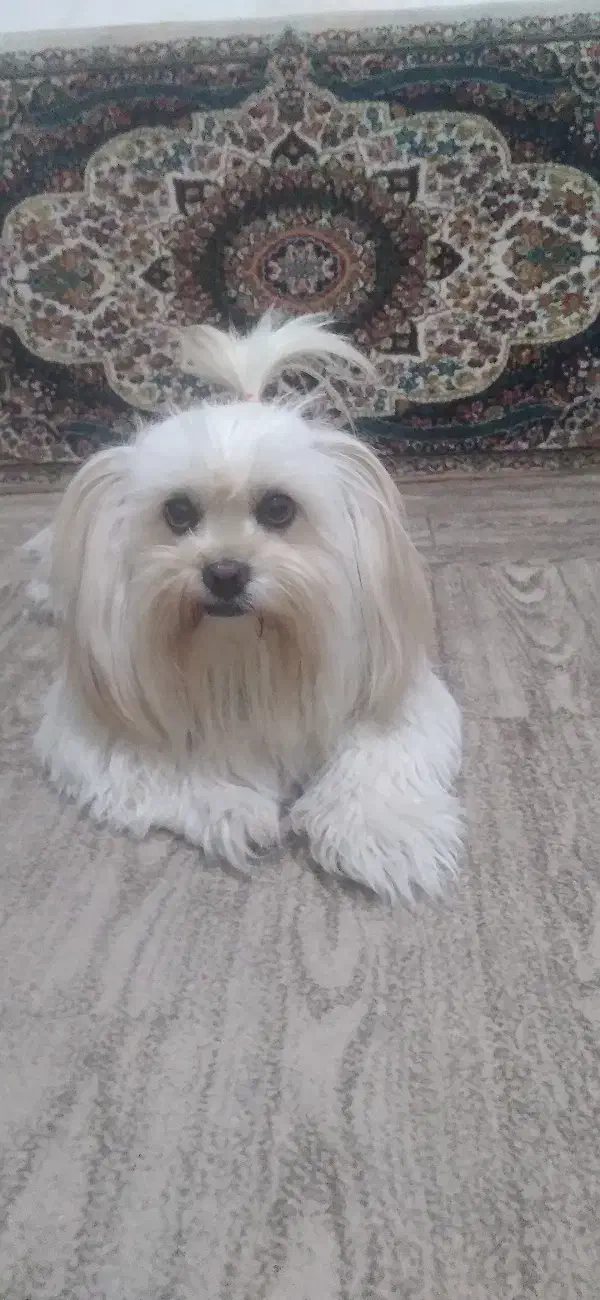 سگ شیتزو|سگ|ماهدشت, |دیوار