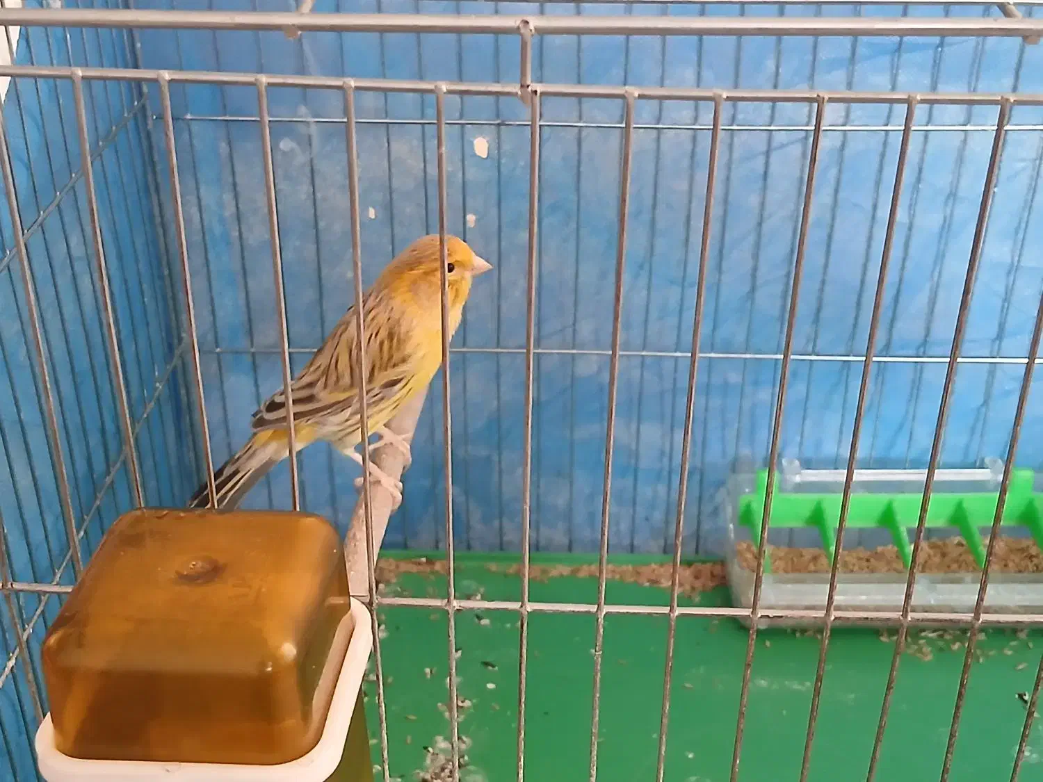 قناری|پرنده|برخوار, |دیوار