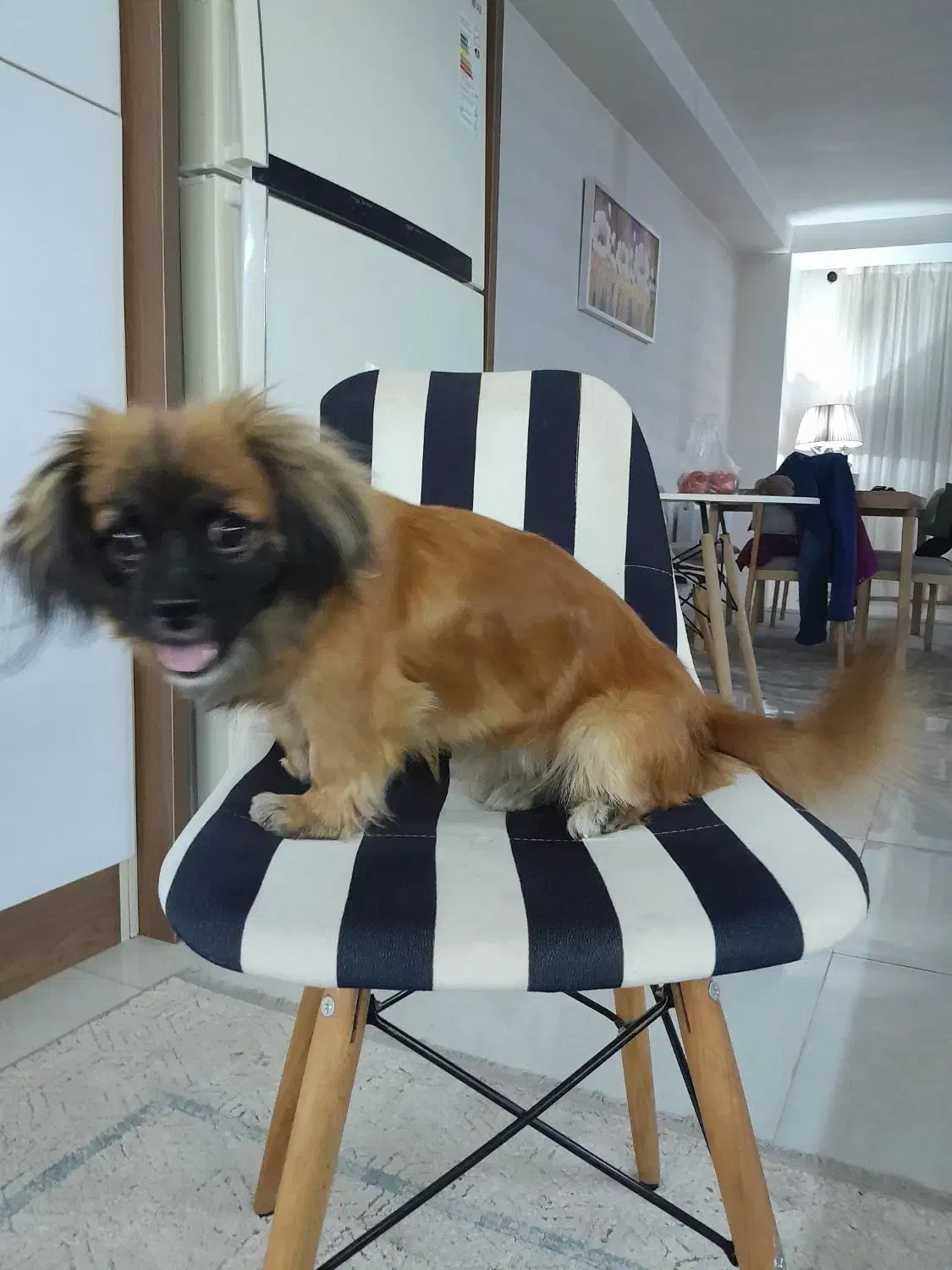 سگ تربیت شده|سگ|محمدشهر, محمدشهر|دیوار