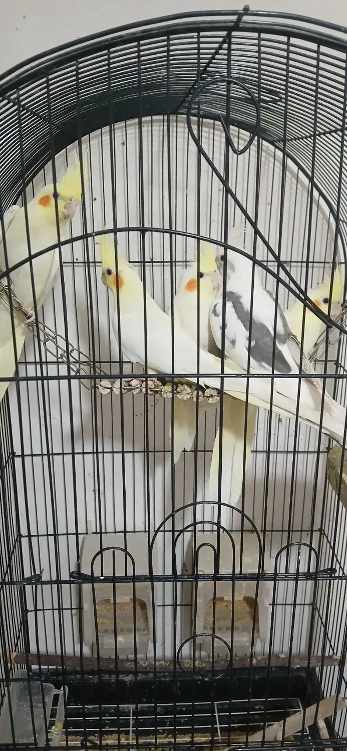 عروس هلندی|پرنده|تربت‌حیدریه, بازار|دیوار