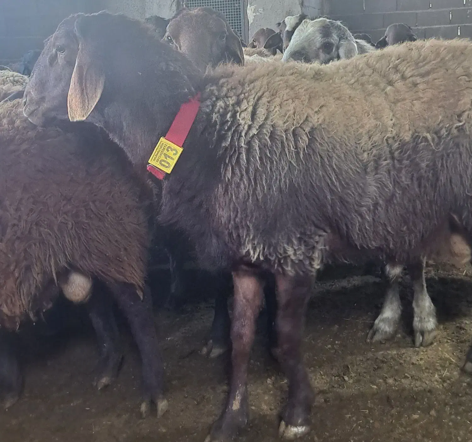 قوچ وبره‌قوچ همو. میش وشیشک همو وهترو|حیوانات مزرعه|کهریزک, |دیوار