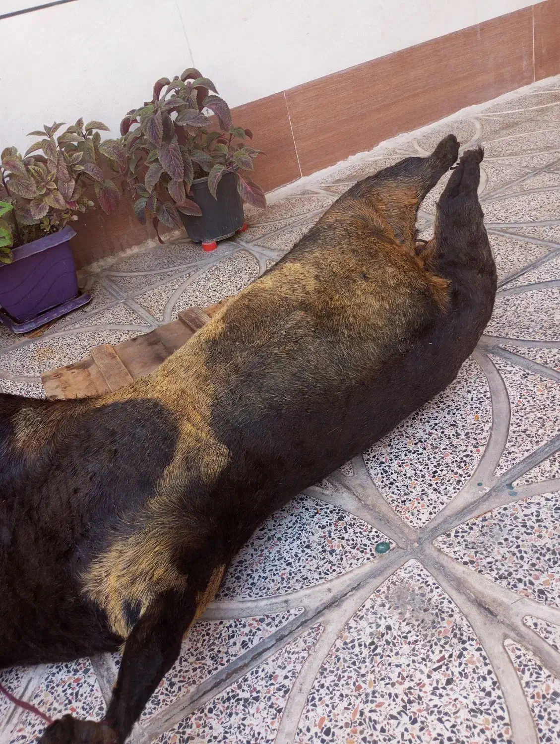 هیزه|کلکسیون و سرگرمی|کوهدشت, |دیوار