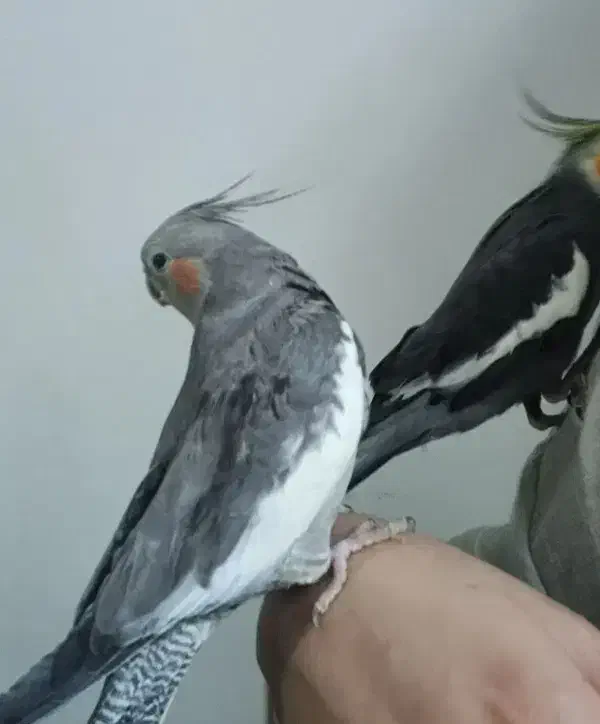 عروس هلندی|پرنده|چغادک, |دیوار