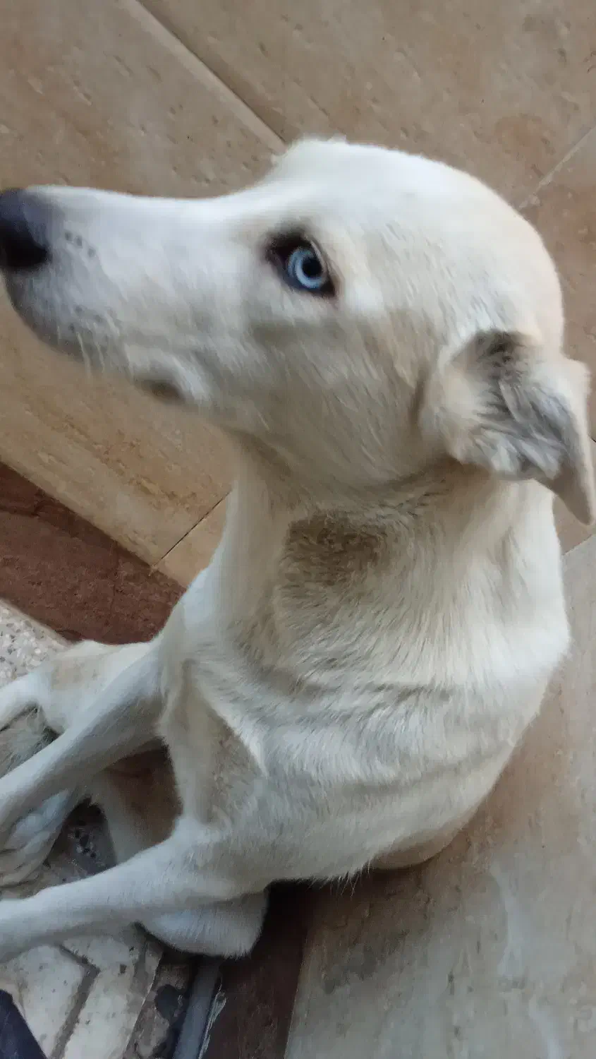 سگ خانگی|سگ|اصفهان, طامه|دیوار