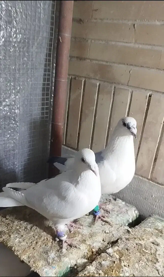 کفتر پلاکی|پرنده|مبارکه, |دیوار