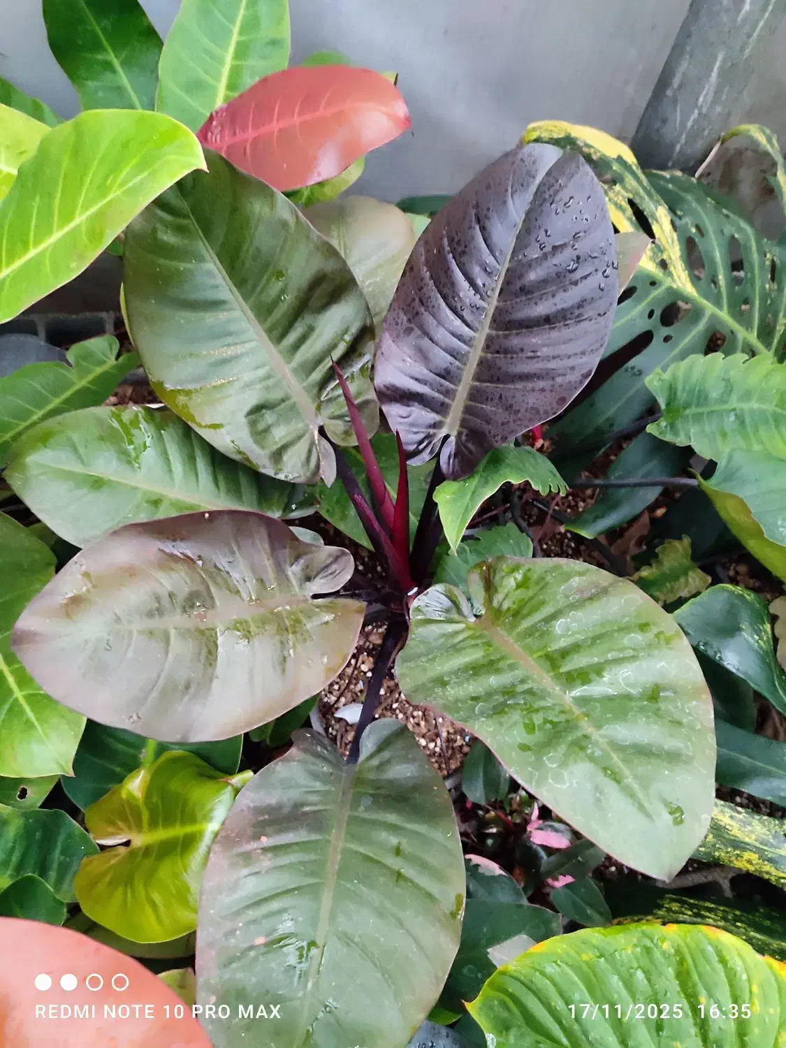 انواع گلهای اپارتمانی فروش بدلیل تغییر شغل|گل و گیاه طبیعی|لاهیجان, لیالستان|دیوار