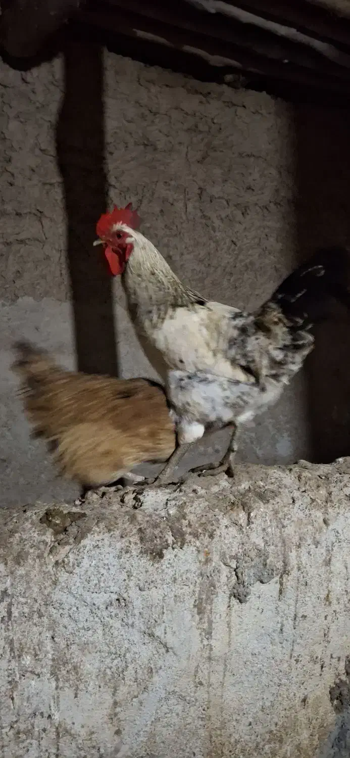 خروس|حیوانات مزرعه|فاروج, |دیوار