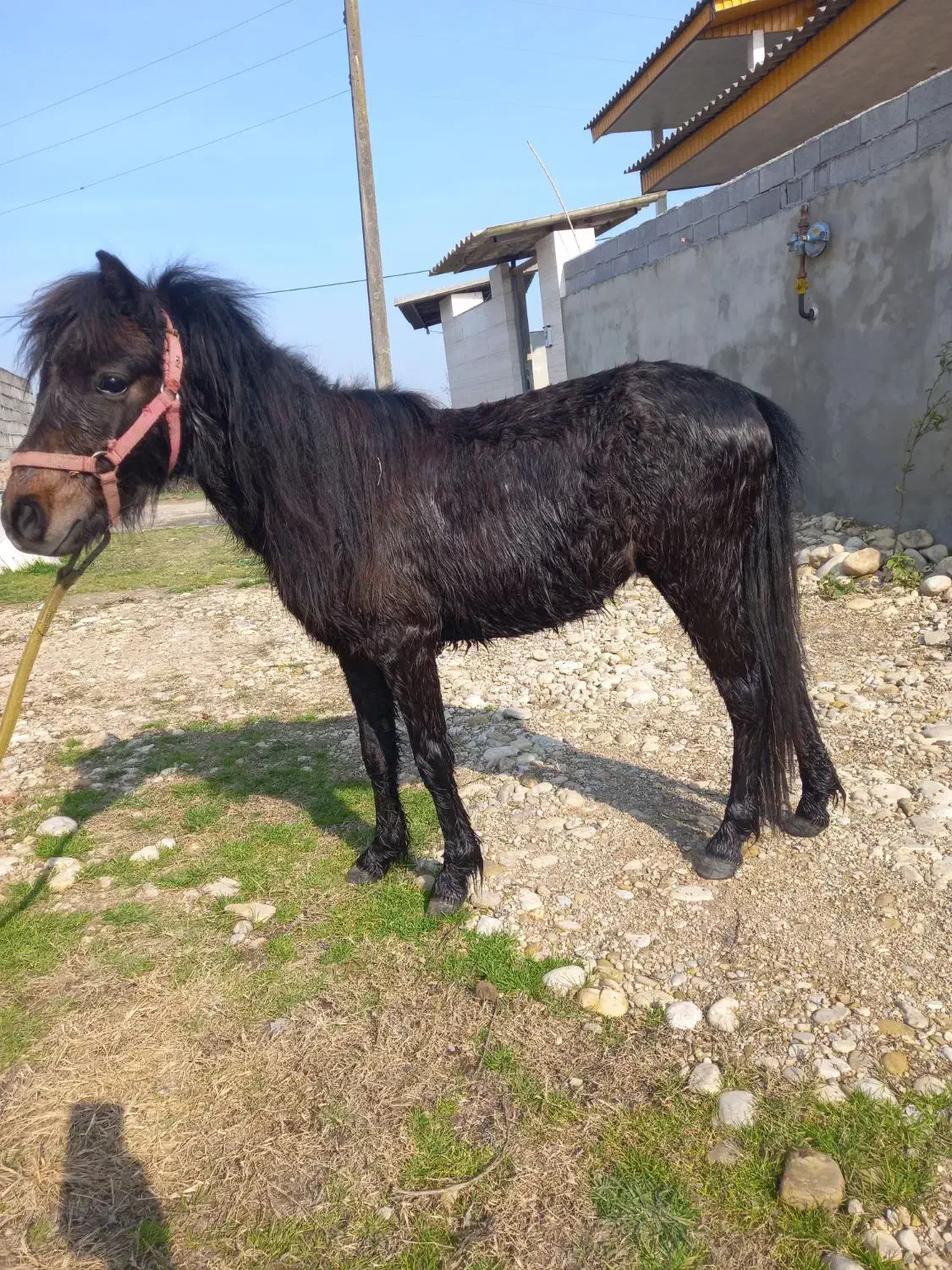 فروش پونی نریون|اسب و تجهیزات اسب‌سواری|بابکان, |دیوار