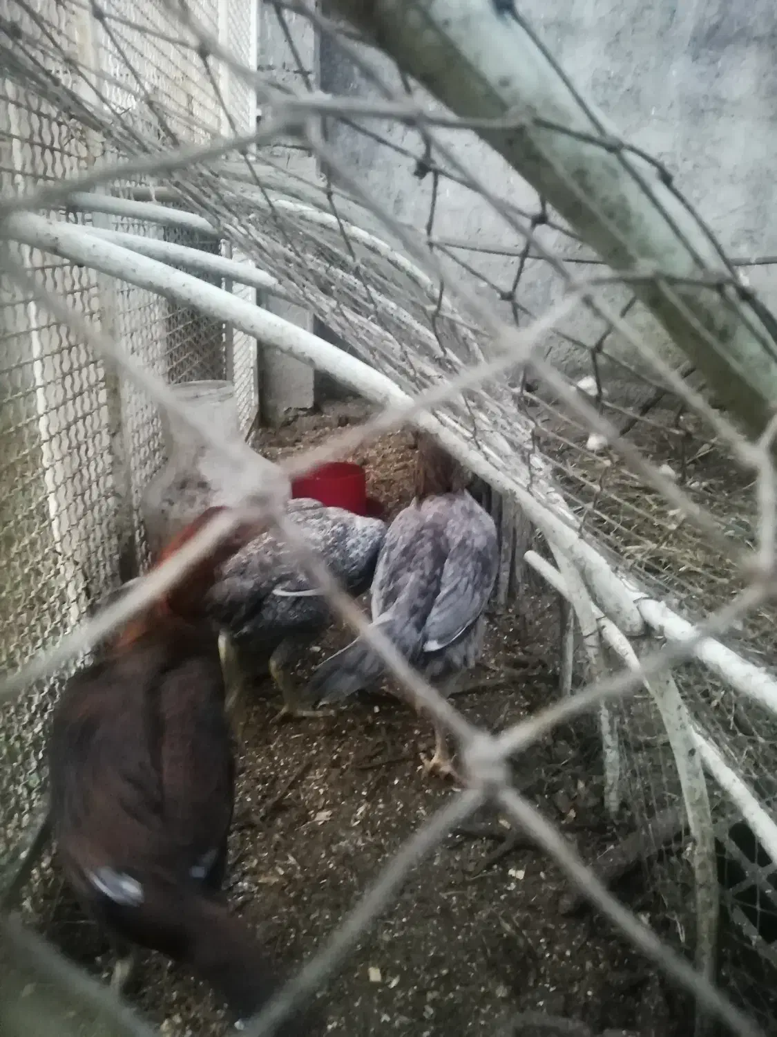 جوجه مرغ لاری|حیوانات مزرعه|لاهیجان, پردسر|دیوار