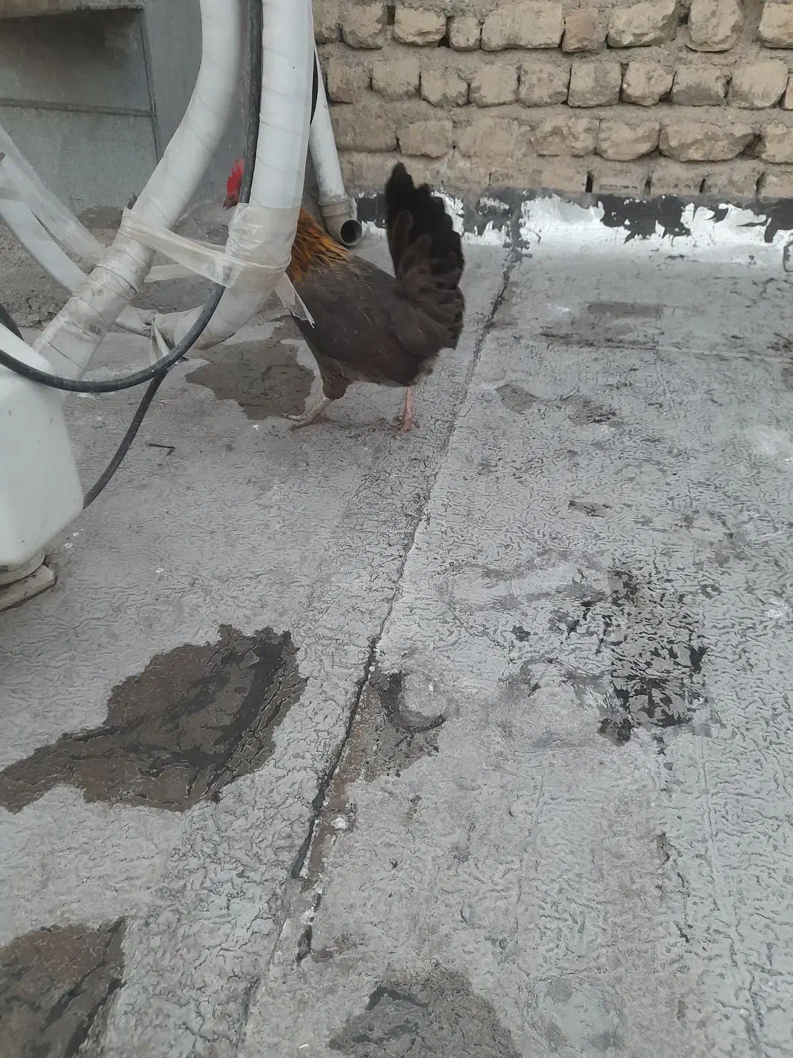 مرغ محلی|حیوانات مزرعه|قم, شهر قائم|دیوار