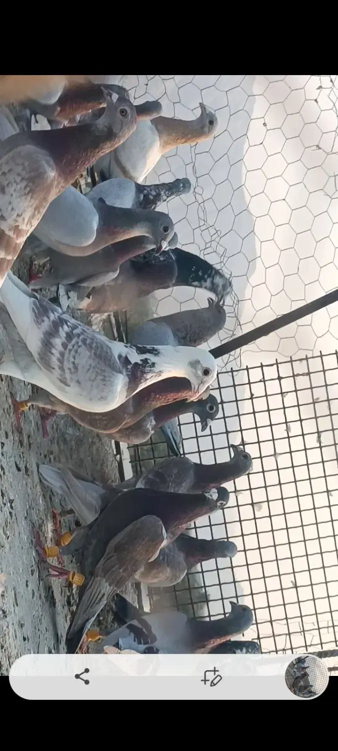 پرنده|پرنده|برازجان, |دیوار