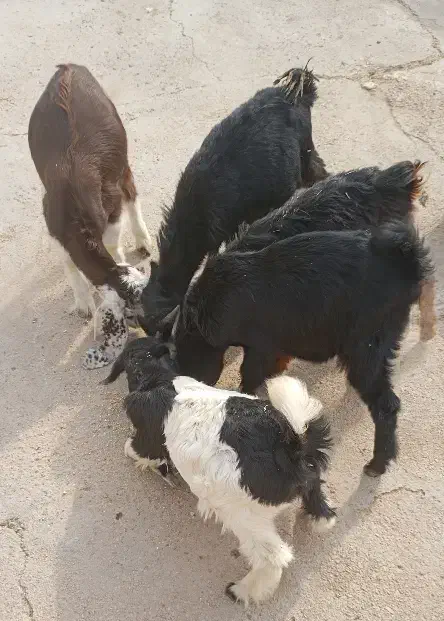 فروش4کهره نر ویک کهره ماده گله ای داشتی خوش خوراک|حیوانات مزرعه|بهبهان, |دیوار