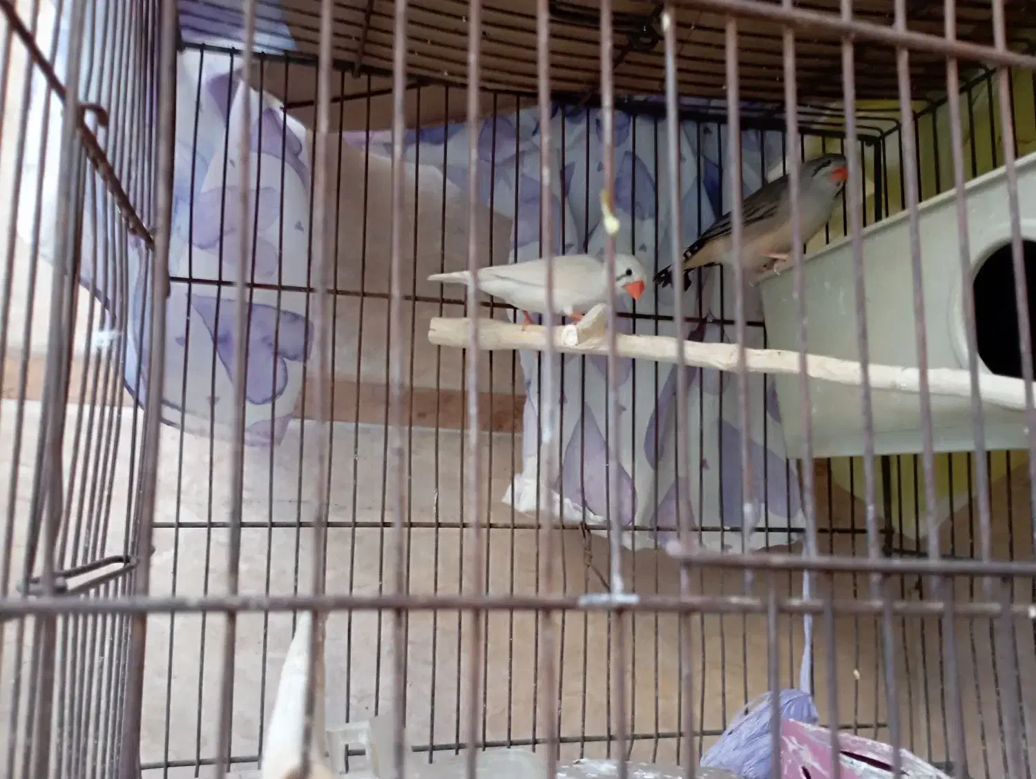 یک جفت مرغ عشق مولد با یک جفت فنچ|پرنده|اسلام‌شهر, صادقیه|دیوار