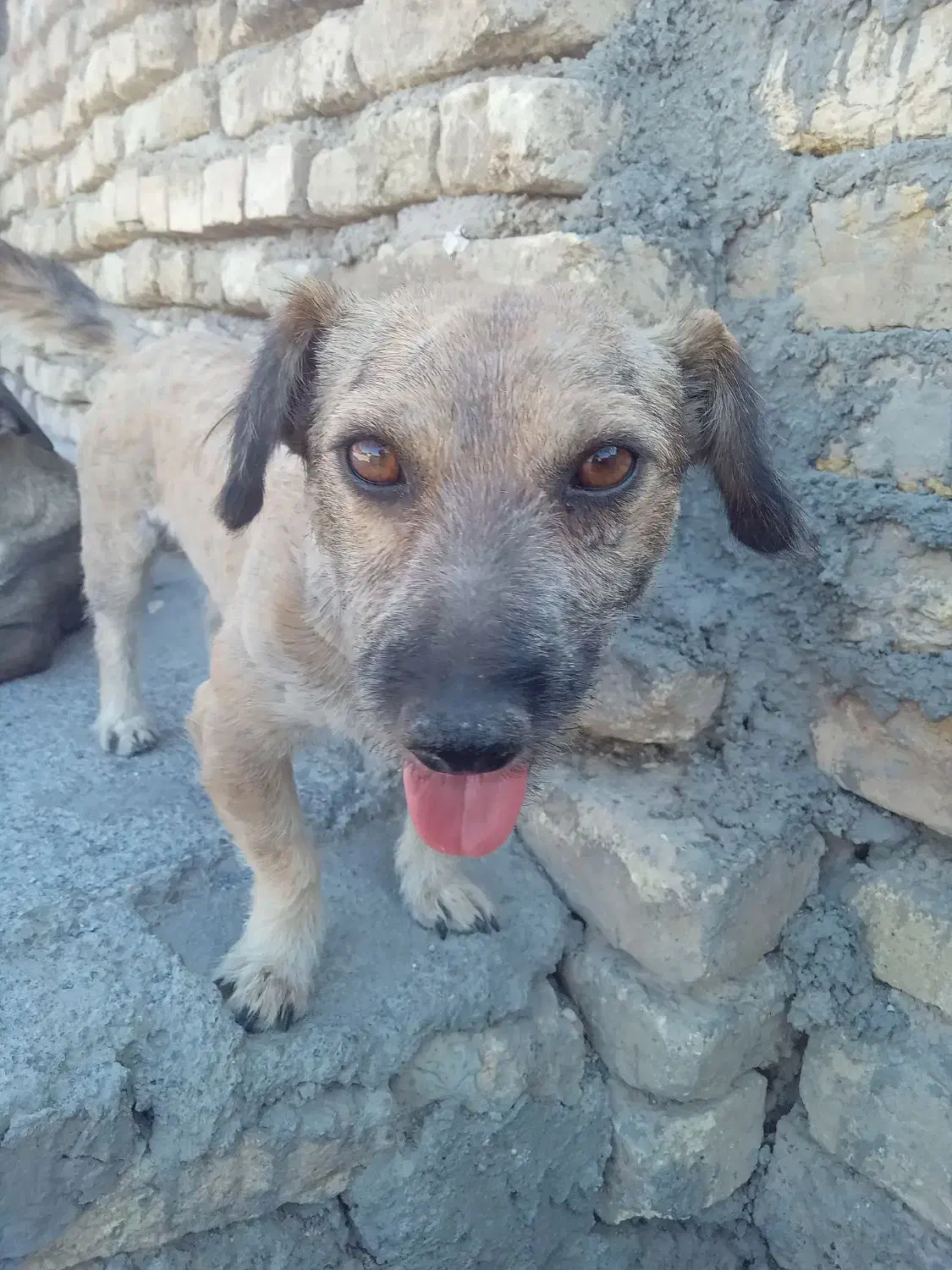 سگ گمشده|حیوانات|قهدریجان, |دیوار