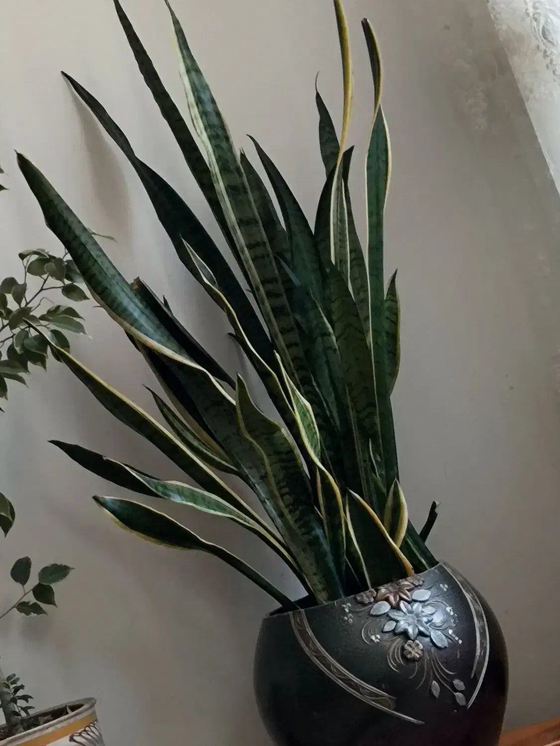 گل سانسوریا|گل و گیاه طبیعی|میاندوآب, |دیوار