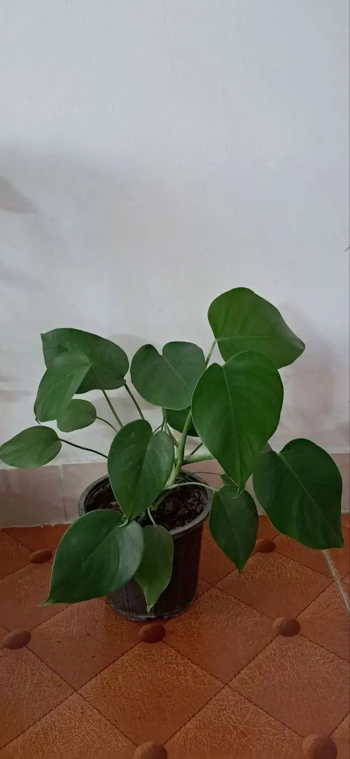 تعدادی گل آپارتمانی|گل و گیاه طبیعی|محمدشهر, سیدآباد|دیوار