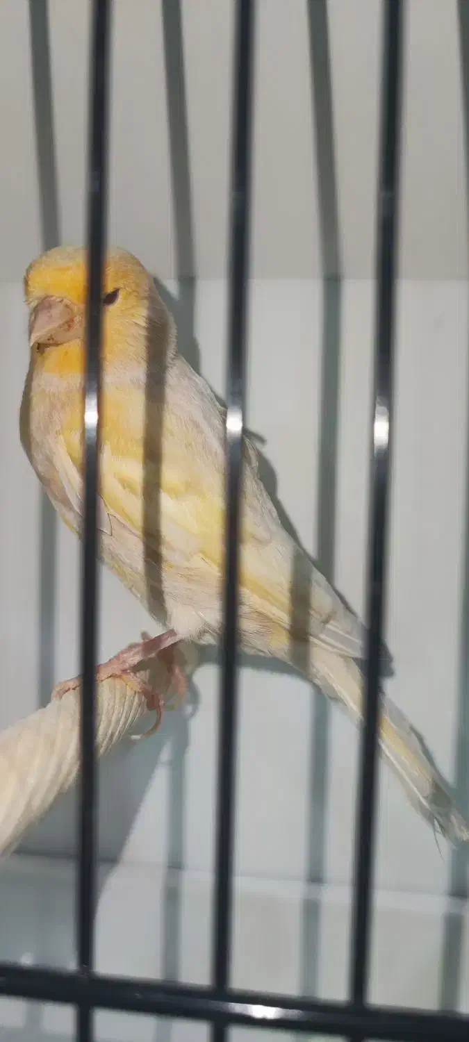 قناری ماده فائو آماده پاکسازی شده|پرنده|بهبهان, |دیوار