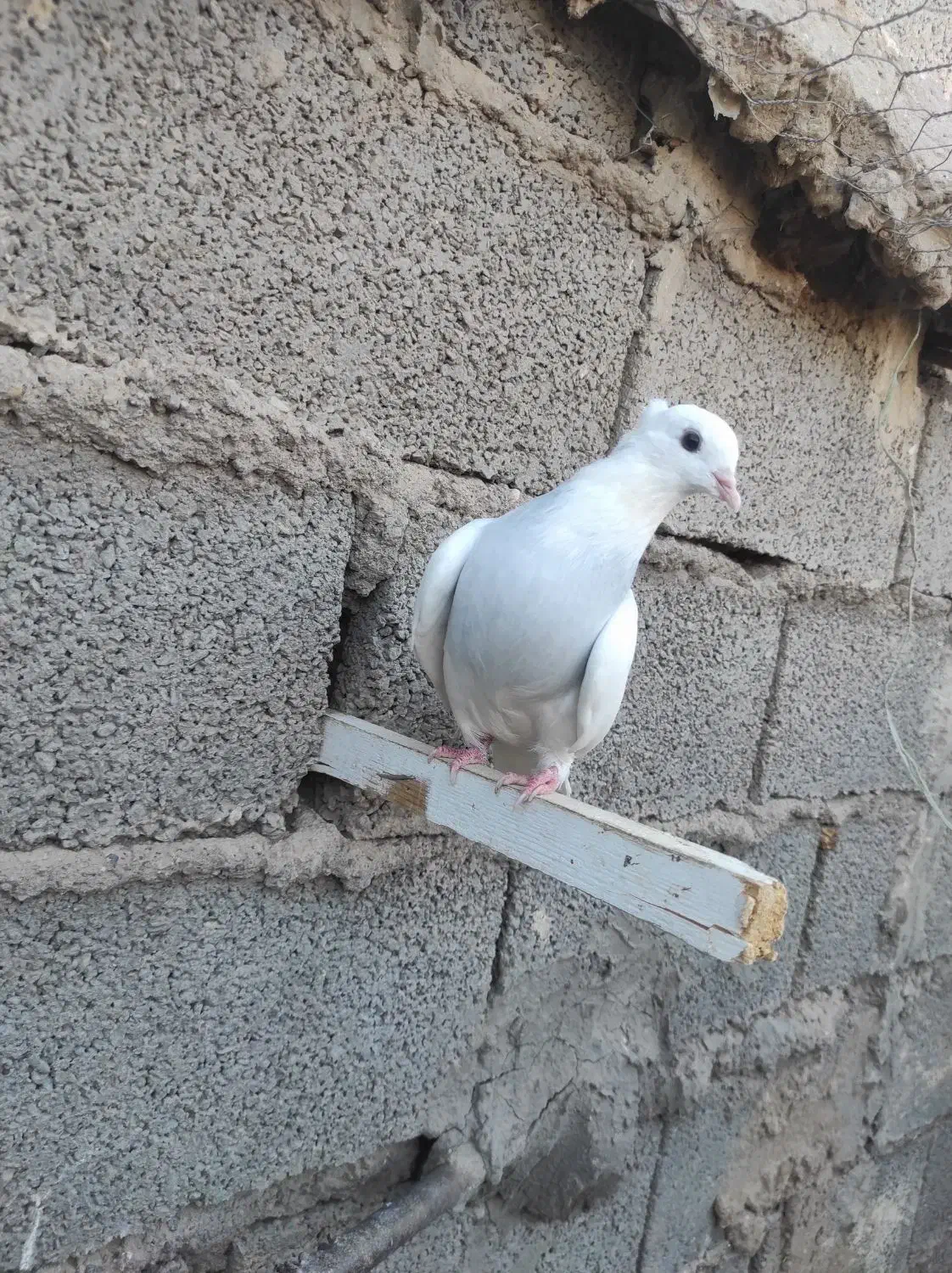 کبوتر پلنگ|پرنده|کشکوئیه, |دیوار