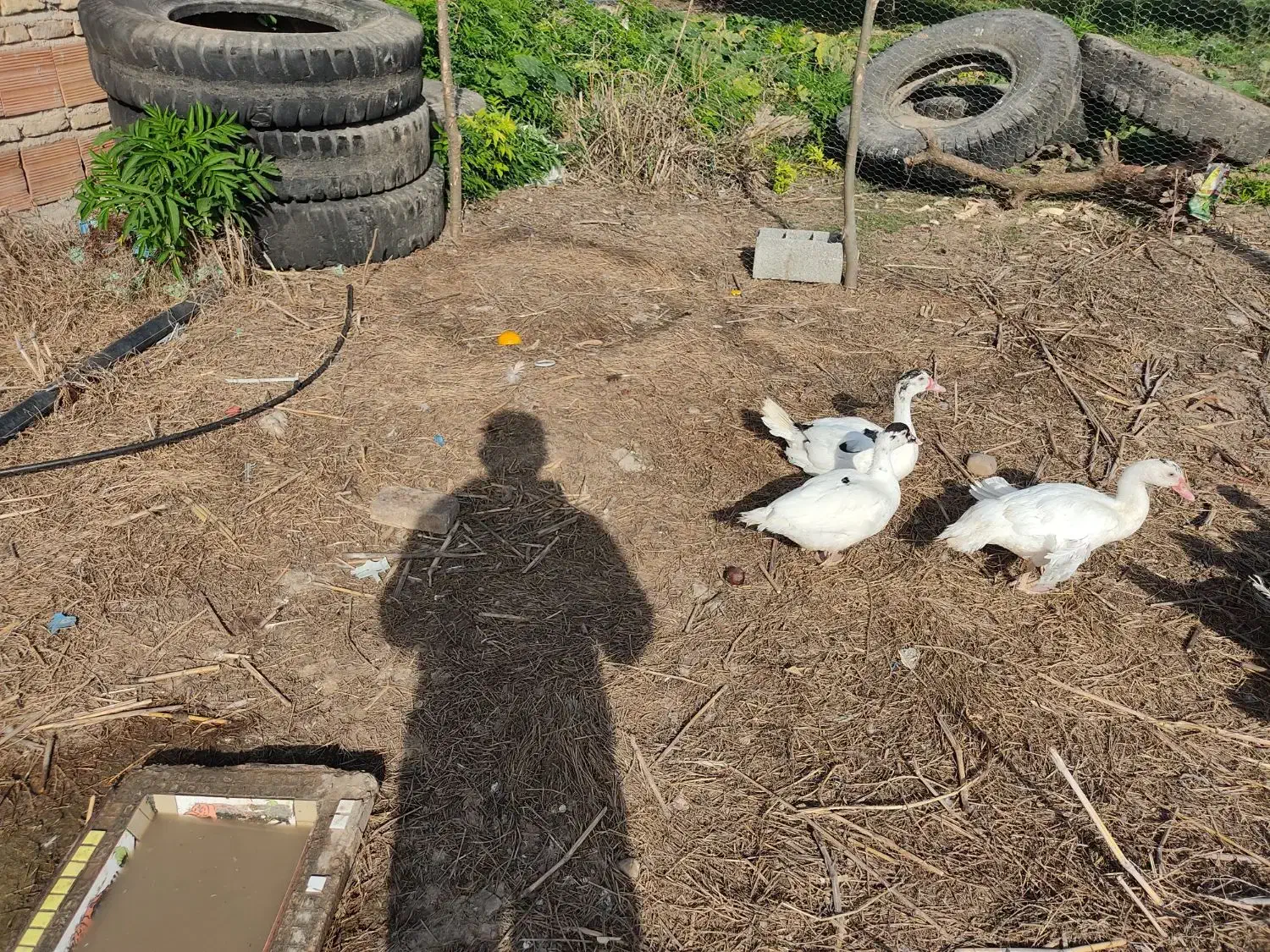 اردک خارجی ماده|حیوانات مزرعه|نکا, |دیوار