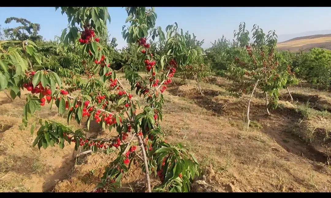 باغ کشاورزی روستای هیراب|فروش دفتر صنعتی، کشاورزی، تجاری|بروجرد, |دیوار