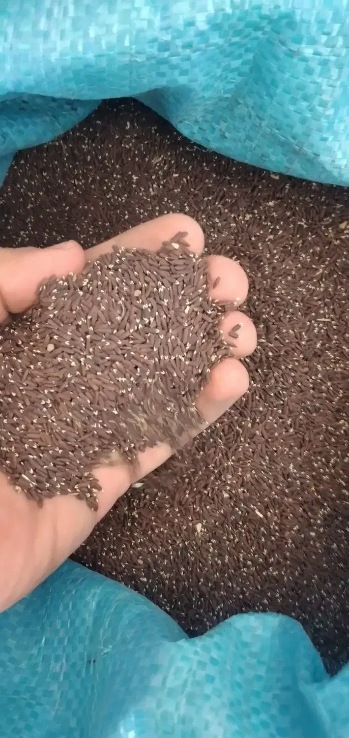 کنجد سیاه|خوردنی و آشامیدنی|سروآباد, |دیوار