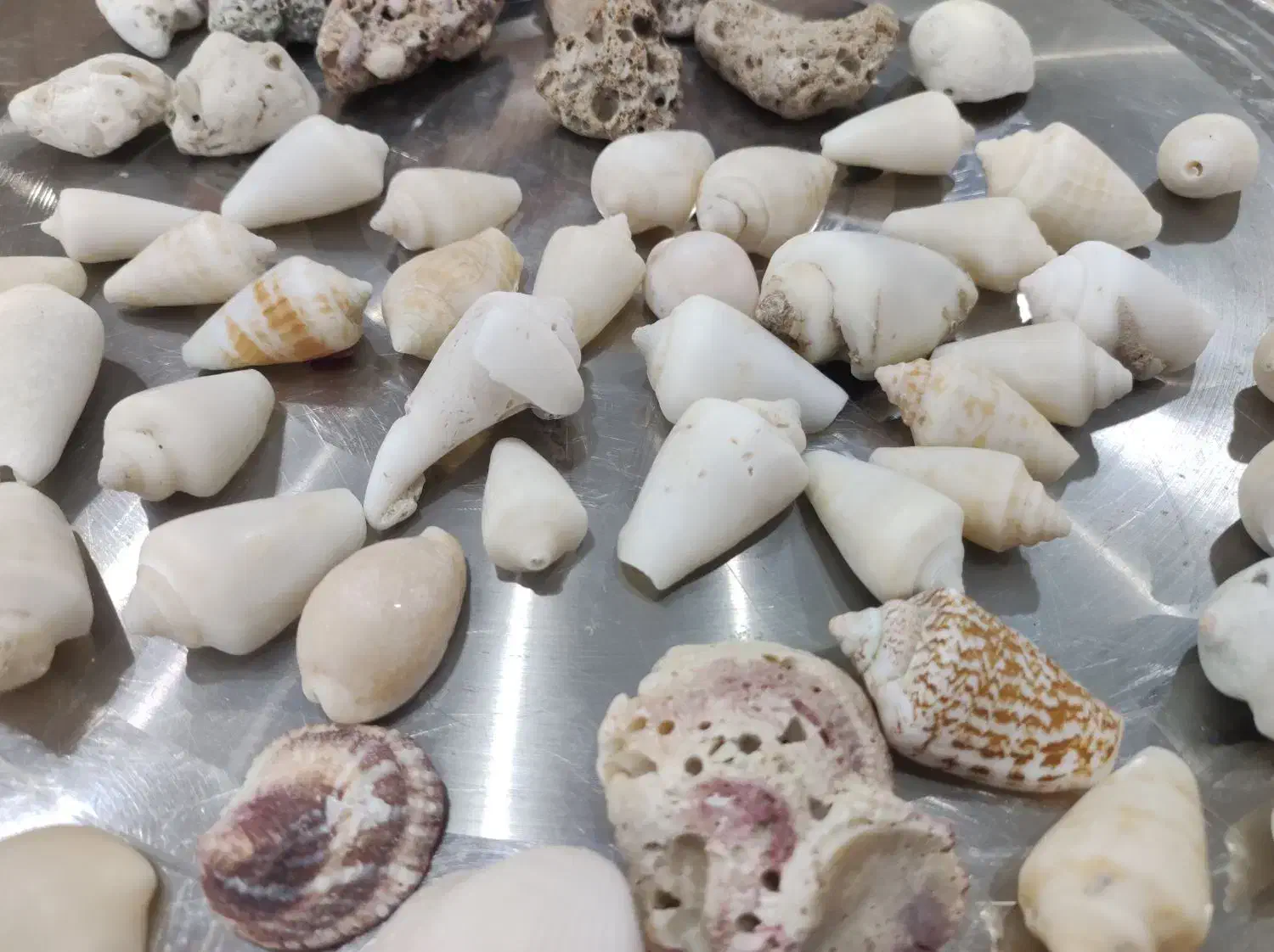 صدف اکواریوم|ماهی|یزد, |دیوار