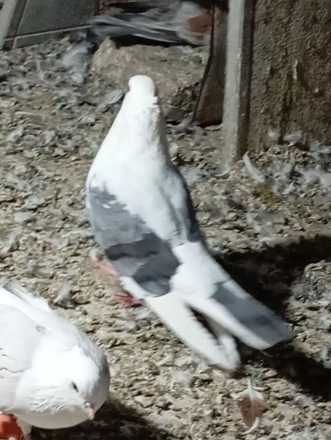 کبوتر پشدار کاکلی نوک کوتاه|پرنده|وحیدیه, |دیوار