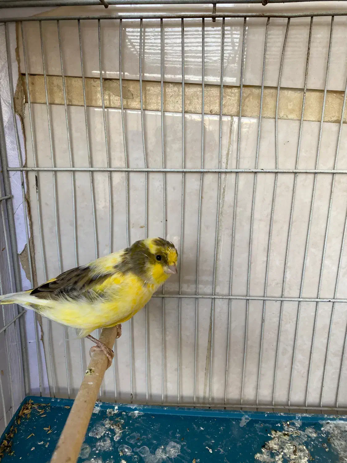 قناری گلستر|پرنده|تهران, دکتر هوشیار|دیوار