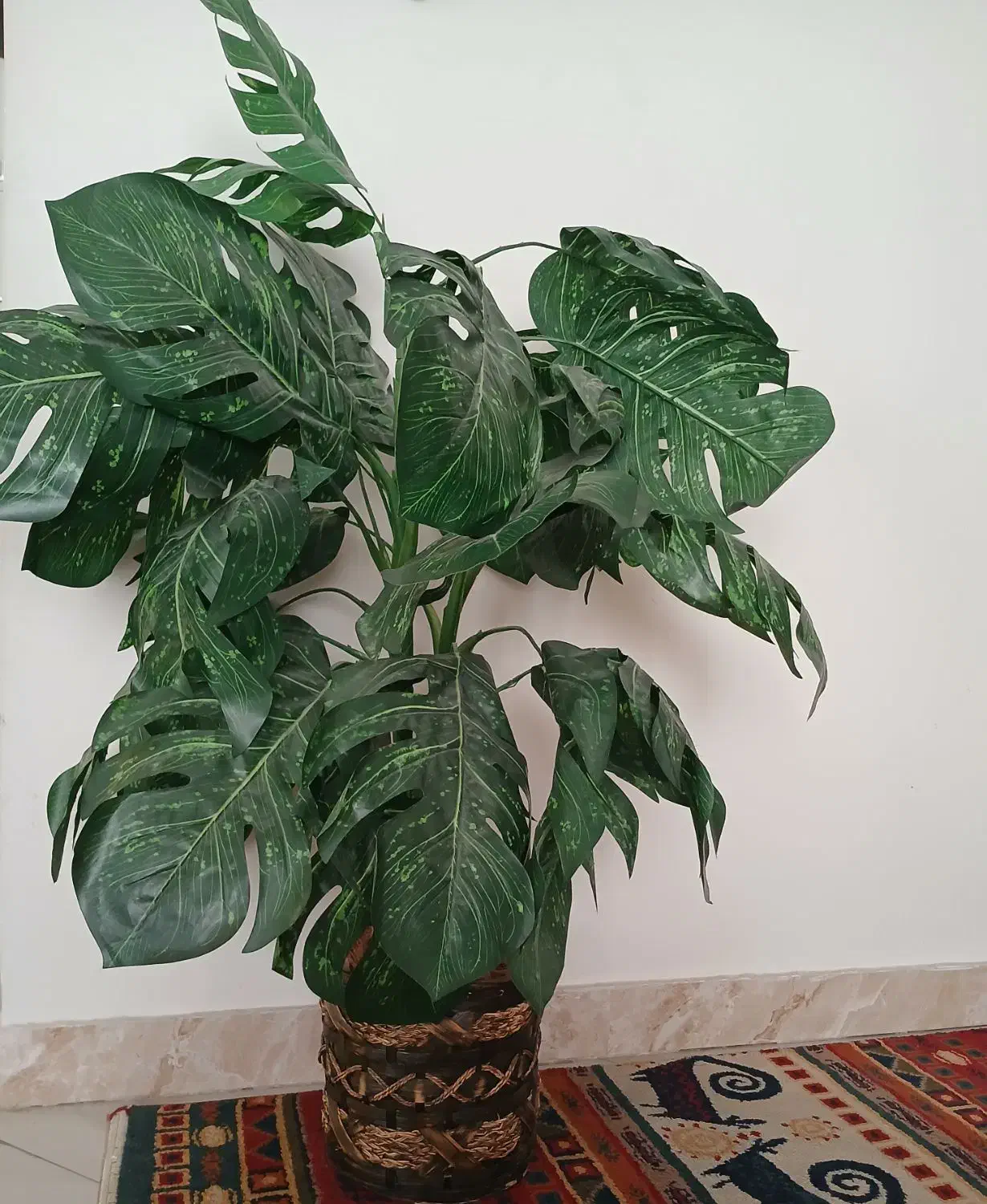 درختچه مصنوعی برگ انجیری خارجی|گل مصنوعی|مشهد, الهیه|دیوار