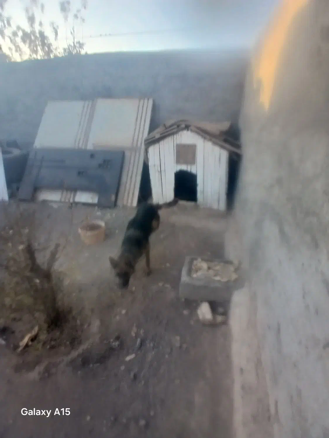 ماده ژرمن اماده جفت گیری|سگ|سیرجان, |دیوار