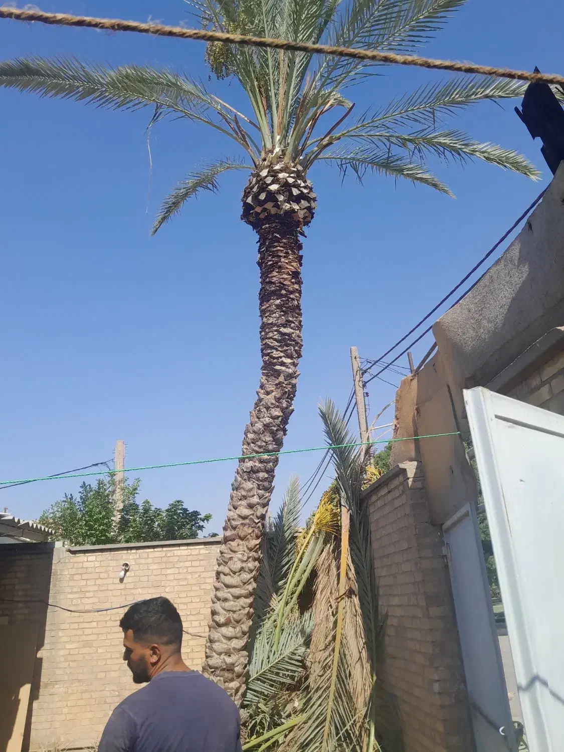 بریدن نخل حرس نخل سمپاشی نخل درآوردن ریش نخل|خدمات باغبانی و درختکاری|اهواز, نادری|دیوار