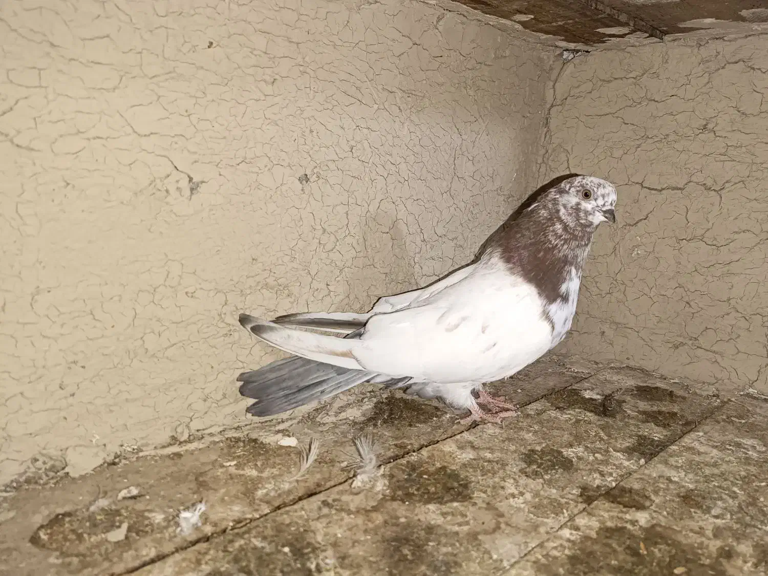 کبوتر کله ای|پرنده|خمیر, |دیوار