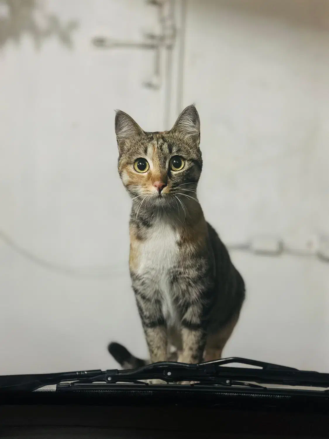 گربه گمشده|حیوانات|شیراز, آزادگان|دیوار