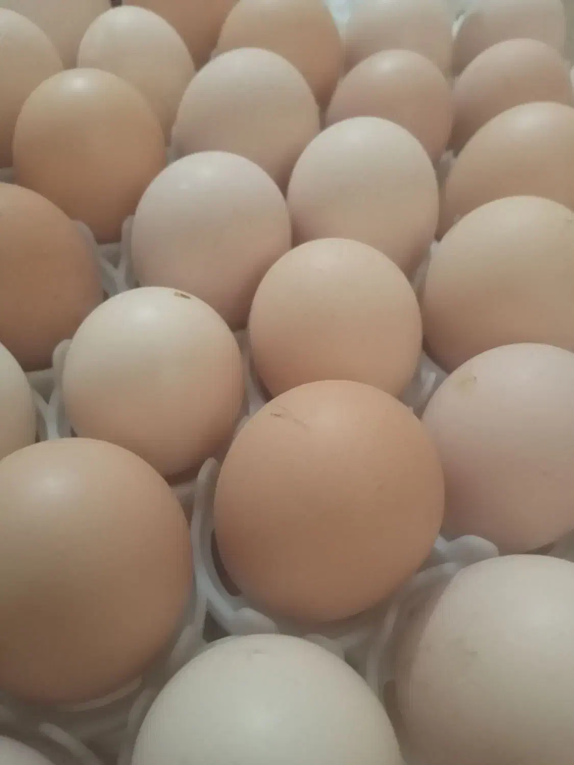 فروش تخم مرغ نطفه دار خوراکی محلی|خوردنی و آشامیدنی|داراب, |دیوار