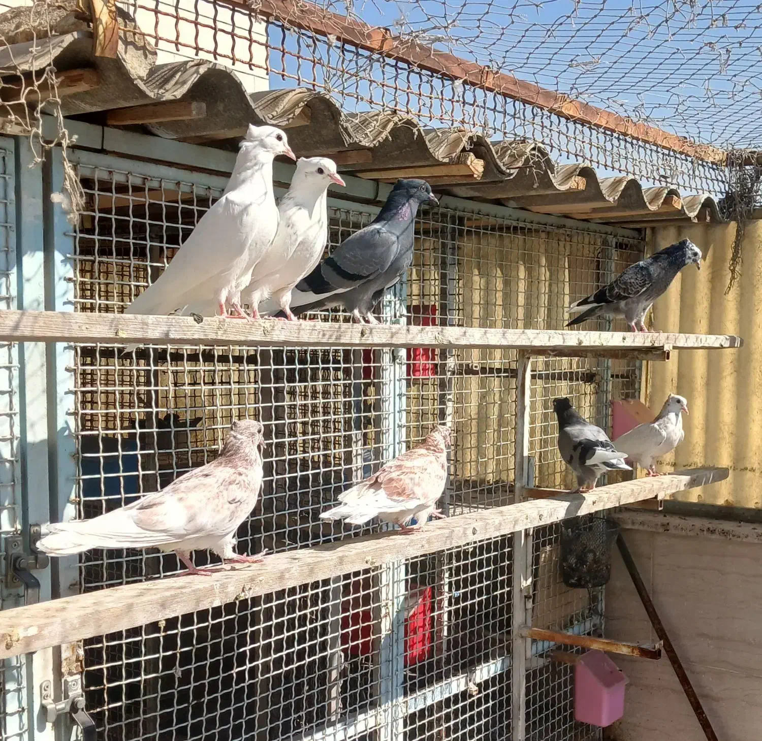 جوجه پرشی|پرنده|تهران, فلاح|دیوار