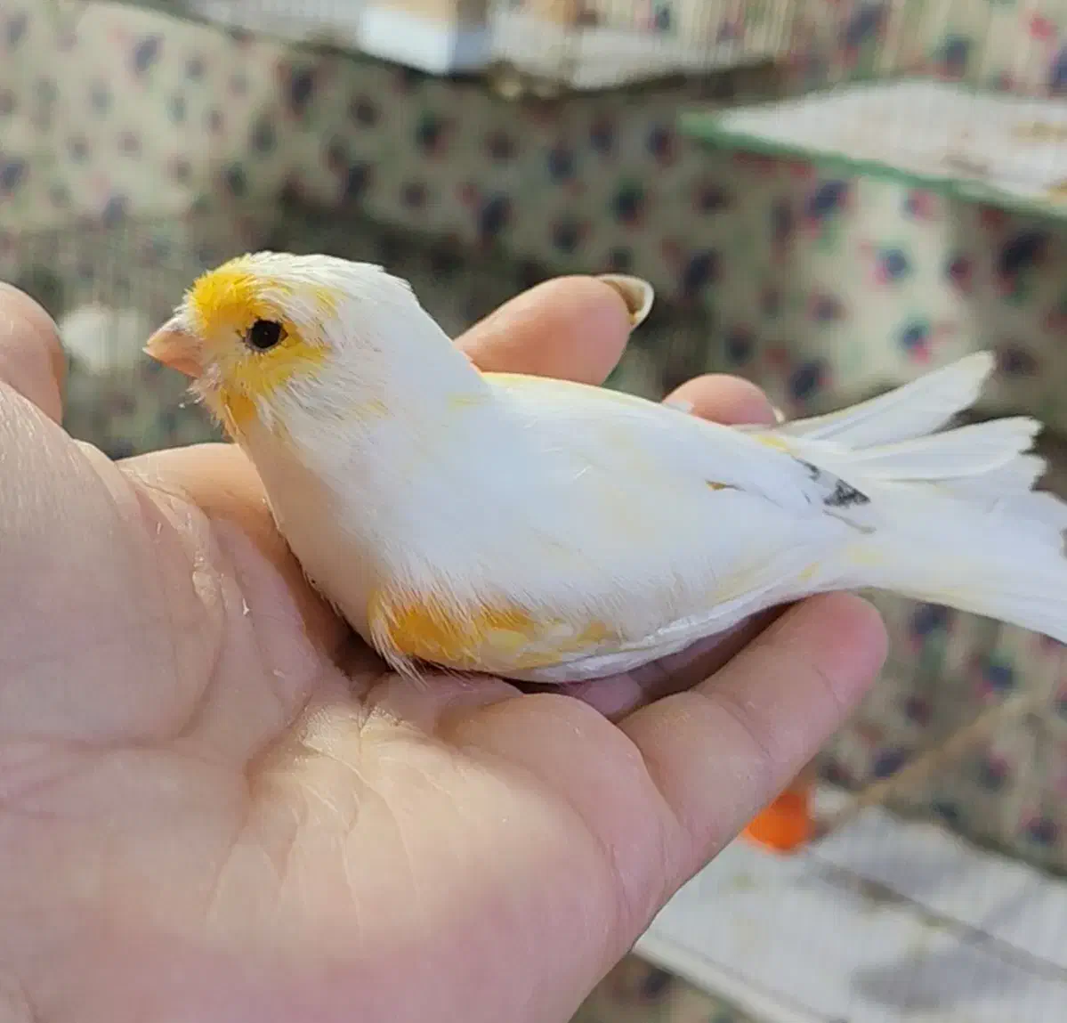 فروش قناری نر باکیفیت|پرنده|بهشهر, |دیوار