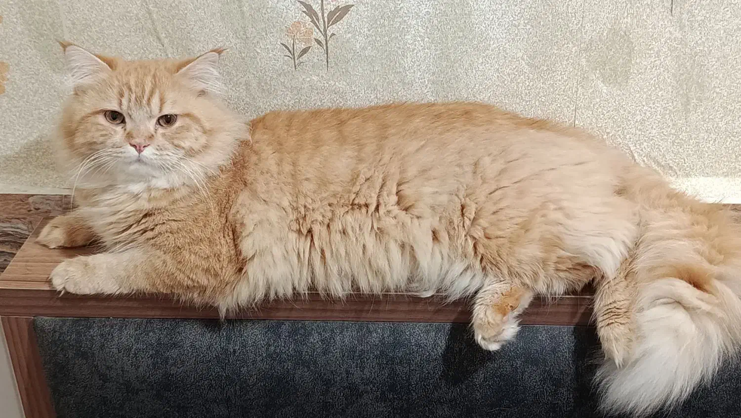 گربه|گربه|خرمشهر, |دیوار