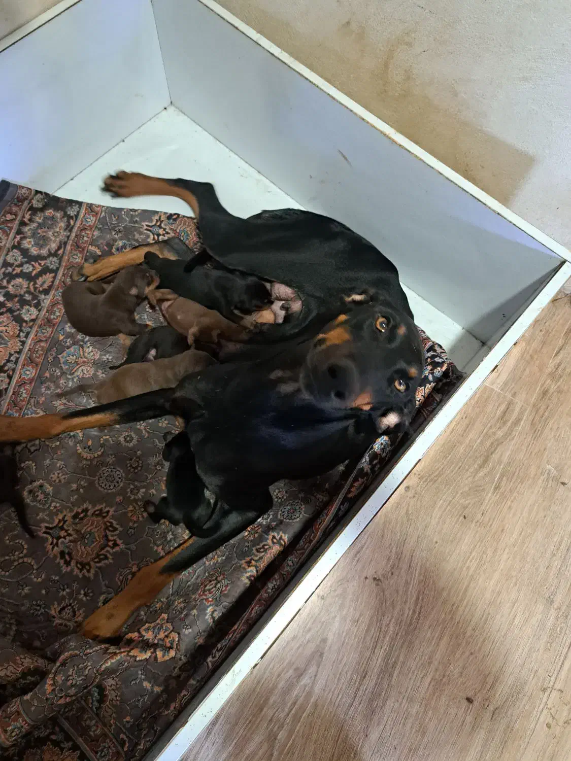 فروش توله های دوبرمن نر و ماده|سگ|اسالم, |دیوار