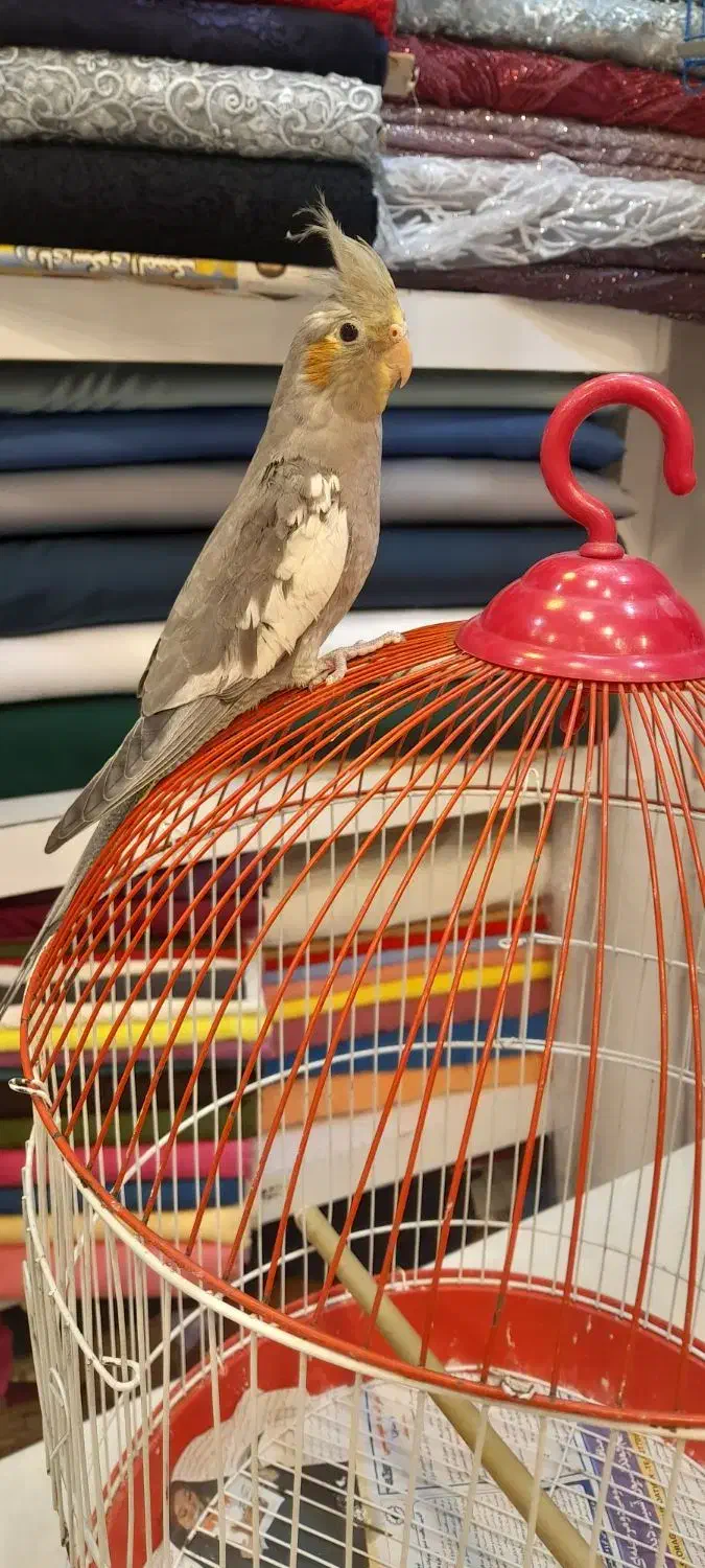 طوطی عروس باقفس|پرنده|رشت, سعدی (تختی)|دیوار