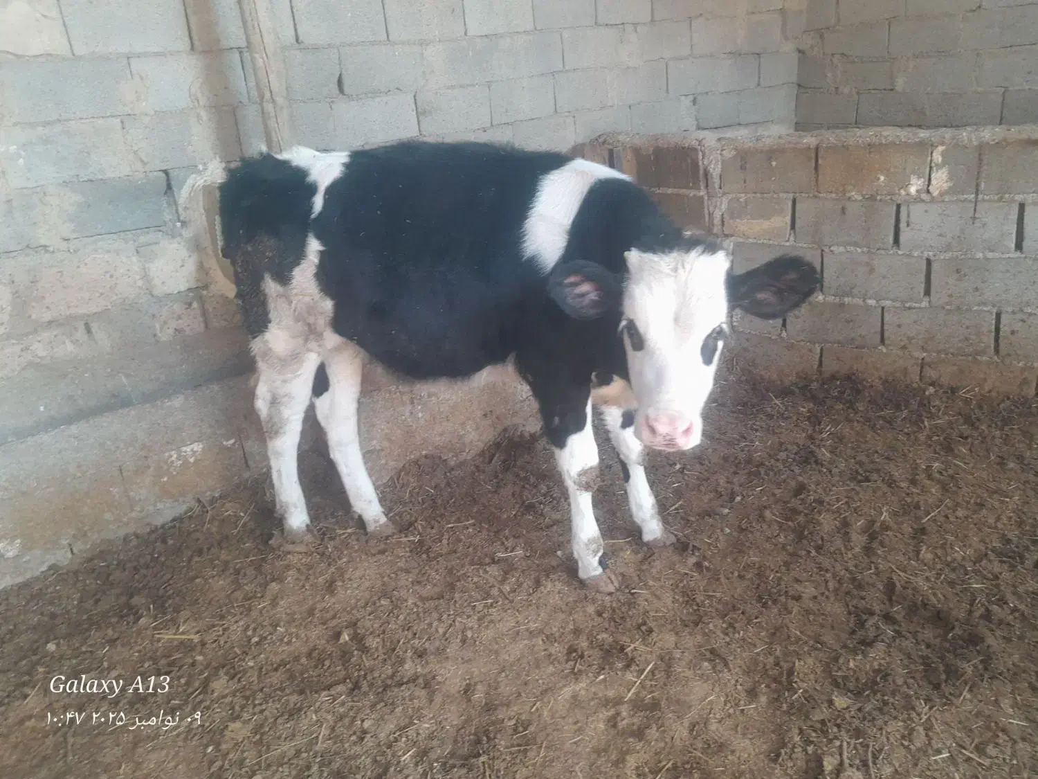 گاو شیری|حیوانات مزرعه|بجنورد, |دیوار