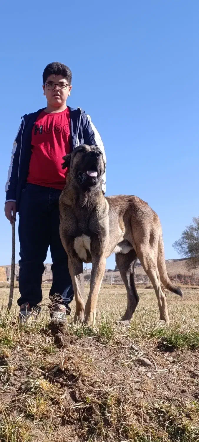 سگ اصیل سرابی|سگ|سراب, |دیوار