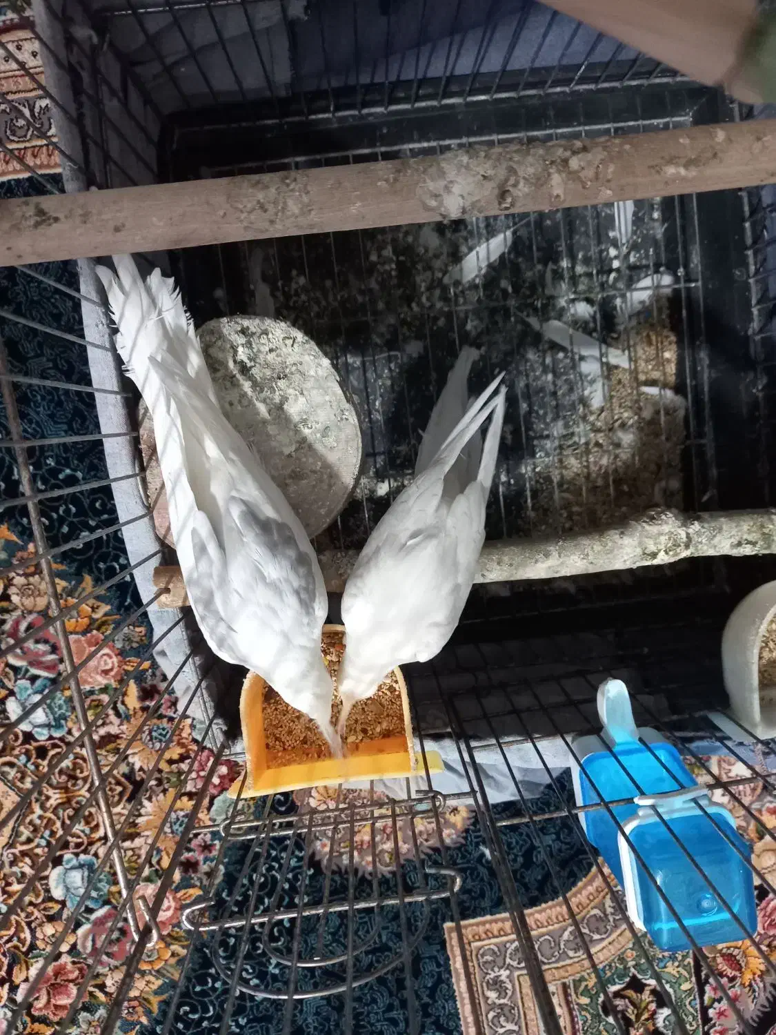 یک جفت البینو دوکت|پرنده|شهریار, شهرک امیریه|دیوار